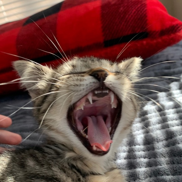 Meet your Posher, Benji - Picture 1 of 1